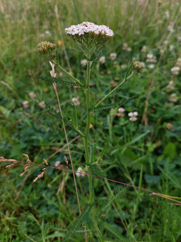 Duizendblad Achillea millefolium, gezond en eetbaar, planten en kruiden voor paarden, The Natural Way