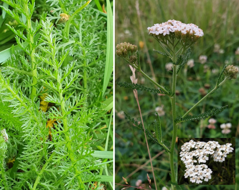 Yarrow (Achillea millefolium) - Edible and medicinal plants/herbs for horses - Herbalist Laura Cleirens The Natural Way