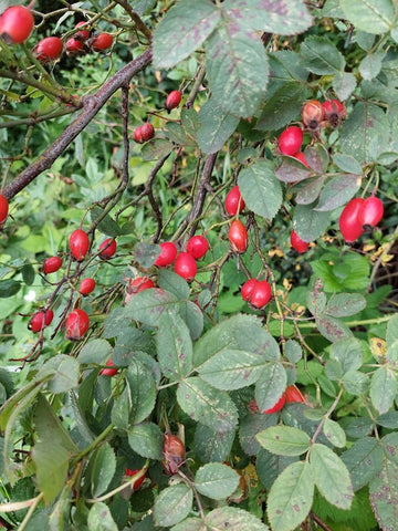 Eglantine (Rosa rubiginosa) Edible shrub/plants/herbs for horses, fence, edible hedge The Natural Way Laura Cleirens