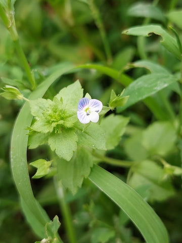Speedwell (Veronica) - Edible and medicinal plants/herbs for horses - Herbalist Laura Cleirens The Natural Way