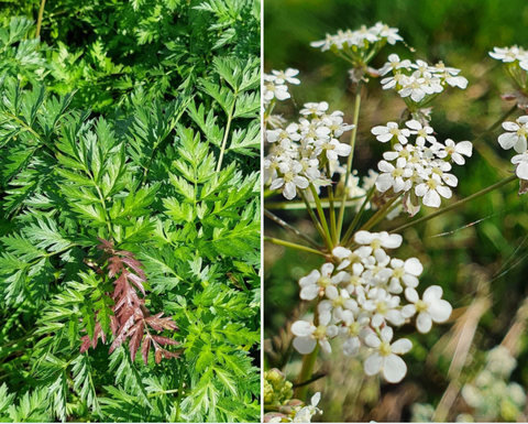 Cow parsley (Anthriscus sylvestris) - Edible and medicinal plants/herbs for horses - Herbalist Laura Cleirens The Natural Way