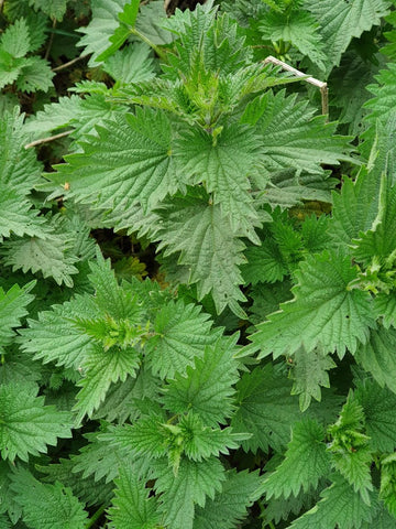 Ortie, Urtica dioica, sans danger et comestible pour les chevaux, The Natural Way