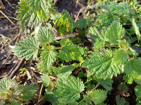 Stinging nettle (Urtica dioica), healthy, safe and edible plants herbs for horses wild picking nature walk medicinal medicinal effect The Natural Way Laura Cleirens