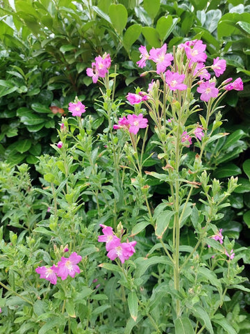 Épilobe velue (Epilobium hirsutum) Plantes/herbes comestibles et médicinales pour chevaux - Herboriste Laura Cleirens The Natural Way