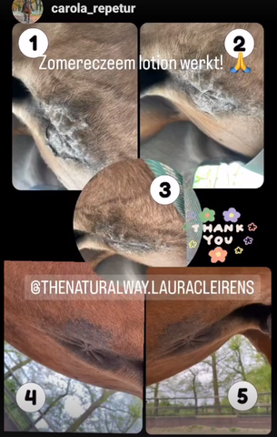 Summer eczema lotion The Natural Way Laura Cleirens 100% natural product solution for horses with summer eczema itching SME tail and mane chafing