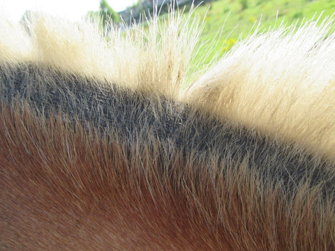 Horse with summer eczema, sanded mane and tail, The Natural Way