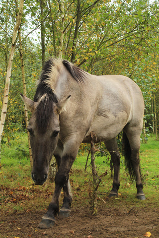 L'eczéma d'été, démangeaisons et frottements, provoque chez les chevaux. La solution Voie Naturelle.