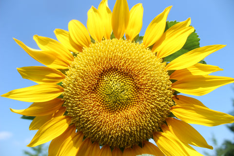 Sunflower (Helianthus annuus) - Safe edible and medicinal plants/herbs for horses - Herbalist Laura Cleirens The Natural Way