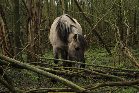 Konik horse in nature reserve