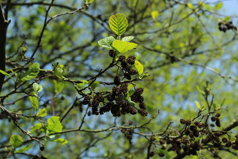 Zwarte els (Alnus glutinosa)