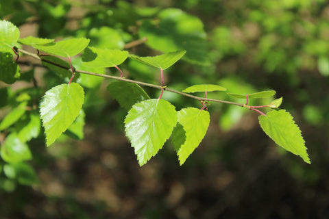 Ruwe berk (Betula pendula)