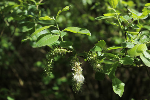 Boswilg (Salix caprea)