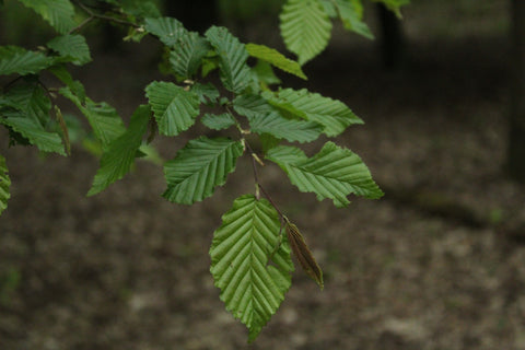 Haagbeuk (Carpinus betulus)