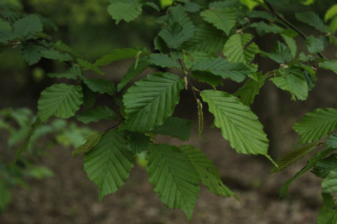 Haagbeuk (Carpinus betulus)