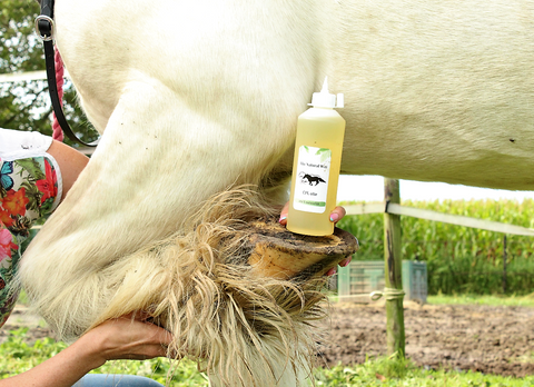 Huile CPL The Natural Way Laura Cleirens Produit 100% naturel solution moyenne CPL Lymphœdème chronique progressif chevaux race sobre cheval de trait sang froid Frison Tinker Cob Shire MLD thérapeute Manuel Drainage lymphatique chaussette cheval chaussettes acariens jambes papier peint plaies plis peau