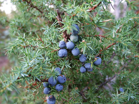 Juniper berry herbs for horses detox cleansing treatment The Natural Way