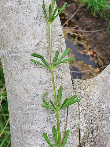 Kleefkruid (Galium aparine), veilig en eetbaar voor paarden, paardenkruiden, The Natural Way