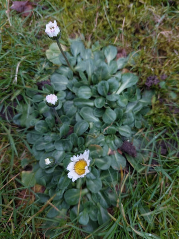 Daisy (Bellis perennis), healthy, safe and edible plants herbs for horses wild picking nature walk medicinal medicinal effect The Natural Way Laura Cleirens