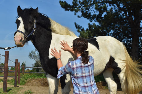 Manual lymphatic drainage treatment MLD to support horses with summer eczema and itching, natural treatment, - An Gybels - Equi Ikigai, The Natural Way Laura Cleirens, Summer eczema lotion