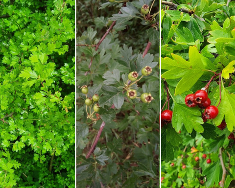 Hawthorn (Crataegus) - Edible and medicinal plants/herbs for horses - Herbalist Laura Cleirens The Natural Way