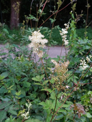 Meadowsweet (Filipendula ulmaria) - Edible and medicinal plants/herbs for horses - Herbalist Laura Cleirens The Natural Way