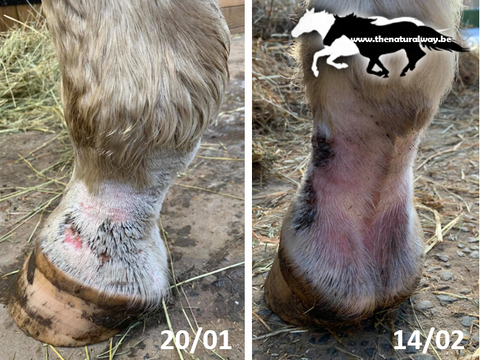 Mug oil The Natural Way, 100% natural product for horses with mug, rasp, rain scab / rain rot.