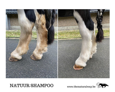 Nature Shampoo The Natural Way Laura Cleirens, 100% natural sustainable economical pH neutral skin-friendly horses itching skin complaints summer eczema mug CPL Chronic progressive lymphedema, sock horse washing wallpaper Tinker Fries Draft horse