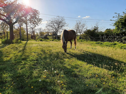 Des pâturages riches en herbes comme base saine pour votre cheval