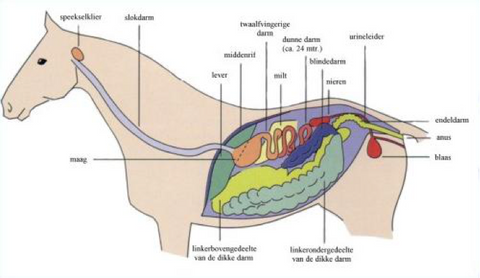 Organs of the horse