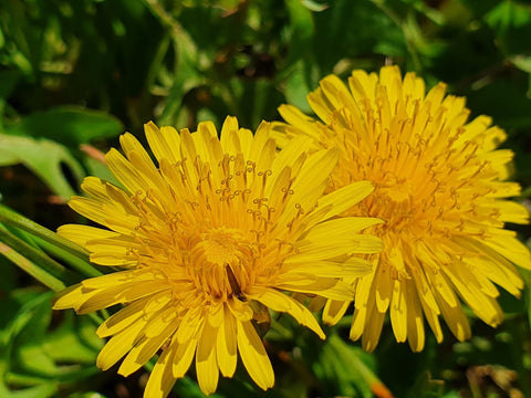 Dandelion (Taraxacum officinale), safe and edible for horses, horse herbs, The Natural Way