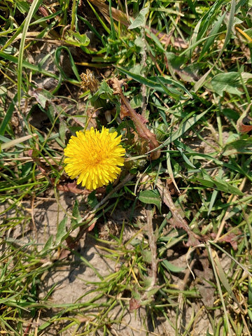 Dandelion (Taraxacum officinale), healthy herbs for horses as cleansing detox detoxification, Laura Cleirens The Natural Way