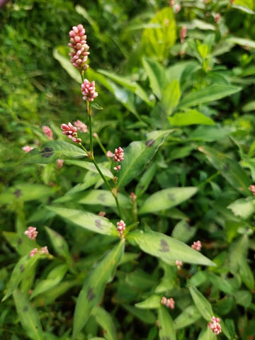 Peachweed (Persicaria maculosa) Edible and medicinal plants/herbs for horses - Herbalist Laura Cleirens The Natural Way