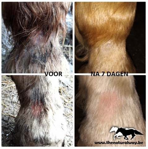 Mug oil review experiences The Natural Way treat mug for horses naturally