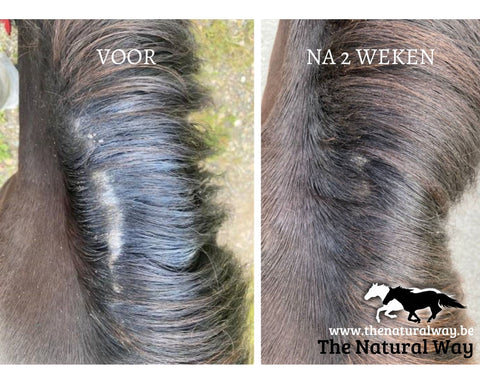 Summer eczema lotion - The Natural Way Laura Cleirens, 100% natural product solution for horses with summer eczema itching chafing mane and tail eczema SME, customer experience results