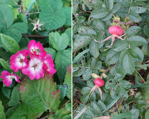 Rimpelroos (Rosa rugosa) Rozenbottel - Eetbare en geneeskrachtige planten/kruiden voor paarden - Herborist Laura Cleirens The Natural Way