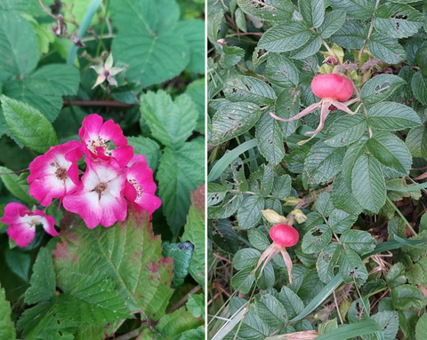 Rupee Rose (Rosa rugosa) Rose musquée - Plantes/herbes comestibles et médicinales pour chevaux - Herboriste Laura Cleirens The Natural Way