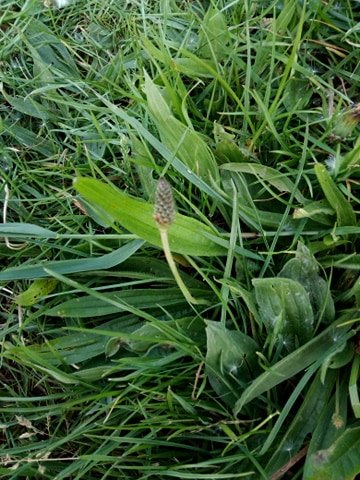 Narrow plantain herbs for horses The Natural Way