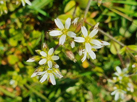 Chickweed (Stellaria media), safe and edible for horses, horse herbs, The Natural Way