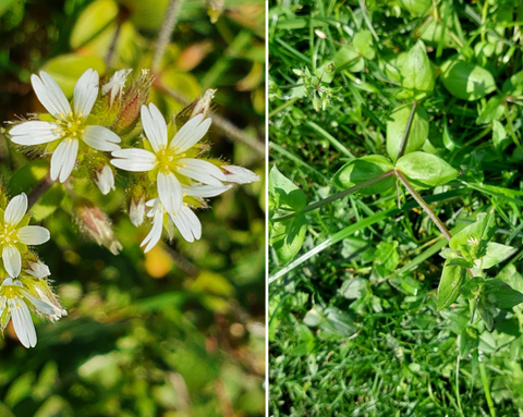 Chickweed (Stellaria media) - Edible and medicinal plants/herbs for horses - Herbalist Laura Cleirens The Natural Way