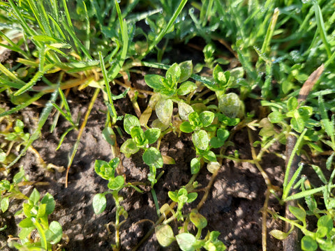 Chickweed (Stellaria media), healthy, safe and edible plants herbs for horses wild picking nature walk medicinal medicinal effect The Natural Way Laura Cleirens