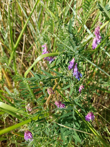 Vetch, bird vetch (Vicia) Edible and medicinal plants/herbs for horses, Herbalist Laura Cleirens The Natural Way