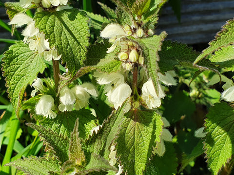 White deadnettle (Lamium album), safe and edible for horses, horse herbs, The Natural Way