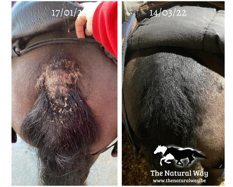 Summer eczema lotion - The Natural Way Laura Cleirens, 100% natural product solution for horses with summer eczema itching chafing mane and tail eczema SME, customer experience results