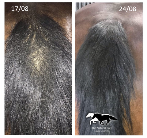 Zomereczeem lotion The Natural Way Laura Cleirens 100 % natuurlijk product middel oplossing voor paarden met zomereczeem jeuk SME staart en manenschuren