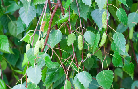 Berk betula, kruiden en planten voor paarden met zomereczeem, The Natural Way