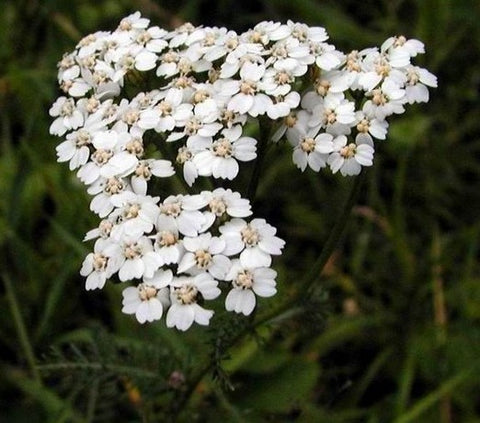 Duizendblad Achillea millefolium kruiden voor paarden gebruiken zomereczeem immuniteit, The Natural Way