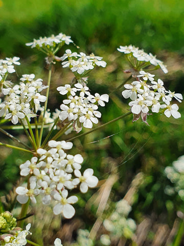 Cow parsley (Anthriscus sylvestris), safe and edible for horses, horse herbs, The Natural Way