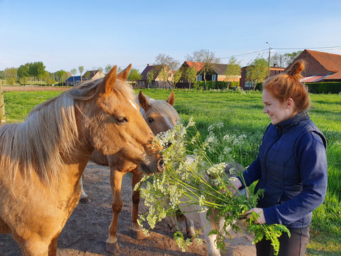 Laura Cleirens and her horses, with a bouquet of cow parsley