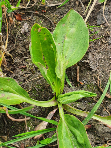 Great plantain Plantago major, The Natural Way Laura Cleirens, plant herbs safe and edible for horses