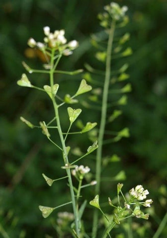 Herderstasje (Capsella bursa-pastoris) - Eetbare en geneeskrachtige planten/kruiden voor paarden - Herborist Laura Cleirens The Natural Way